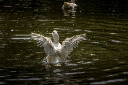 Domestic goose grazing and swimming at the pond Birds of Prey Centre Coleman Alberta Canadaの写真素材