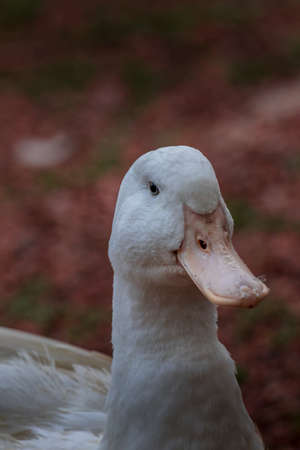 Domestic goose grazing and swimming at the pond Birds of Prey Centre Coleman Alberta Canadaの写真素材