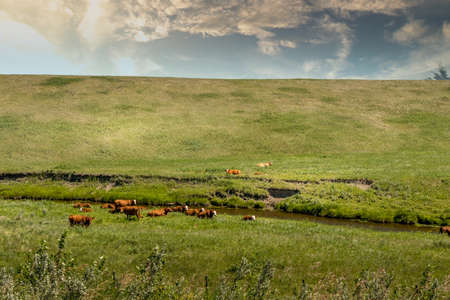 Farmers fields under cloudy skies with green grass Allingham Alberta Canadaの写真素材