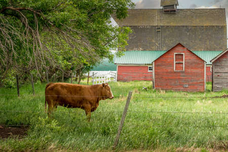 Rustic out buildings and stock in Huxley Alberta Canadaの写真素材