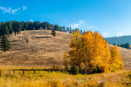 Fall colours in farmers fields. MD of Big Horn, Alberta, Canadaの写真素材