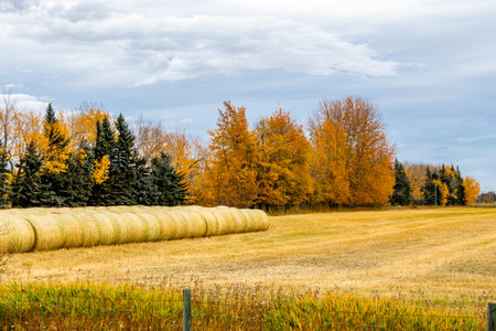 Hay bales wait for storing in a field under fall colours. Red Deer County, Alberta, Canadaの写真素材