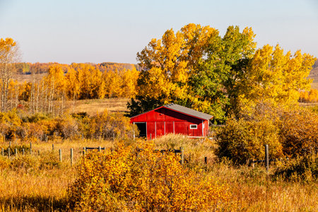 Red barn amonst the fall colours. Rockyview County, Alberta, Canadaの写真素材