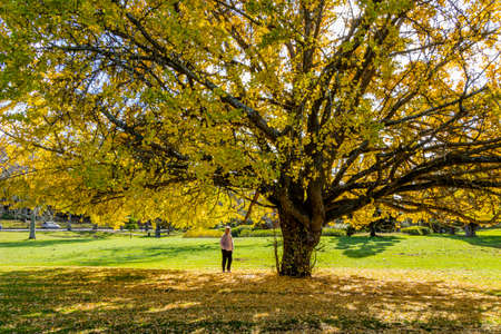 Visitors enjoy the grounds. Auckland Domain, Auckland, New Zealandの写真素材