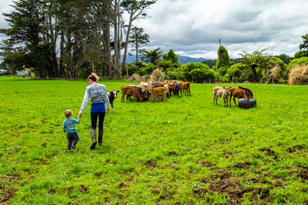 Mother and son tend to the cattle in a field on the family farm. Taranaki, New Zealandの写真素材