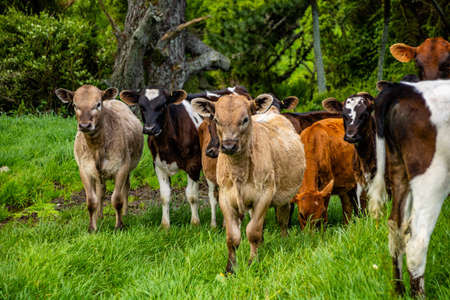 Herd of cattle grazing in the field. Taranaki, New Zealand