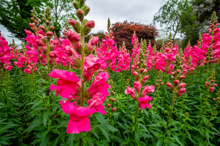 Growing snapdragon (Antirrhinum majus) in the flower bed provides cool season color and a mid-sized...