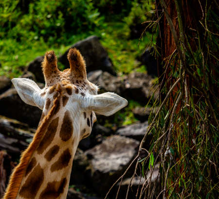 Giraffe grabs a quick snack from a tree. Auckland Zoo, Auckland, New Zealandの写真素材