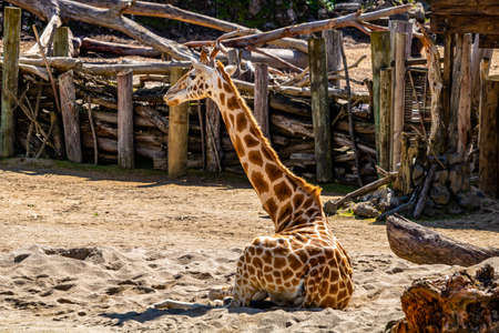 Giraffe resting in the sun. Auckland Zoo, Auckland, New Zealandの写真素材