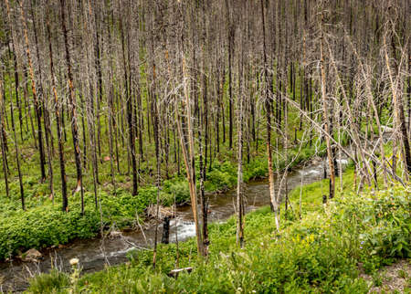 Views along the Akamina Parkway Waterton Lakes National Park Alberta Canadaの写真素材