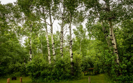 Badlands, trees and Red Deer river on a cloudy day Dry Iland Bufflao Jump Provincial Park Alberta Canadaの写真素材