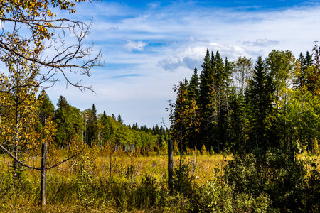 Fall colours on a drive around Clearwater County Alberta Canadaの写真素材