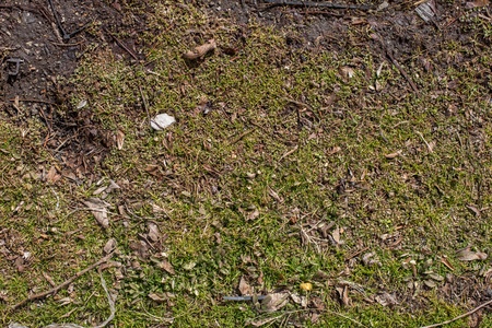 Wet ground after a rain showerの写真素材