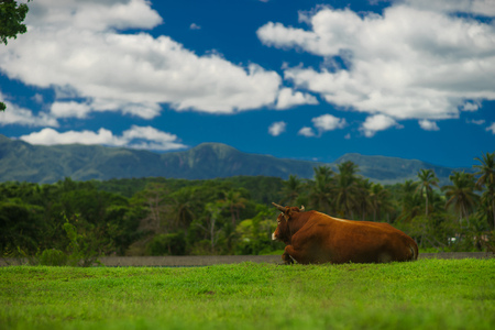 brown cow grazing on meadow in mountains in summer sunny dayの写真素材