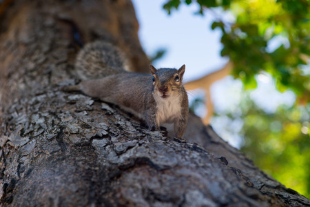 Squirrel on the tree in the park looking at cameraの写真素材
