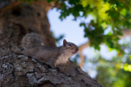 Squirrel on the tree in the park close to cameraの写真素材