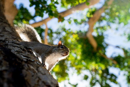 Squirrel on the tree in the park close to cameraの写真素材