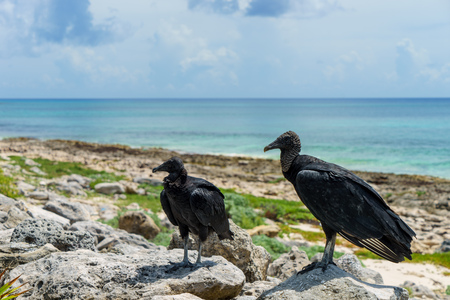 two black vultures on the seashore with a blue sky. Cozumel, Mexicoの写真素材