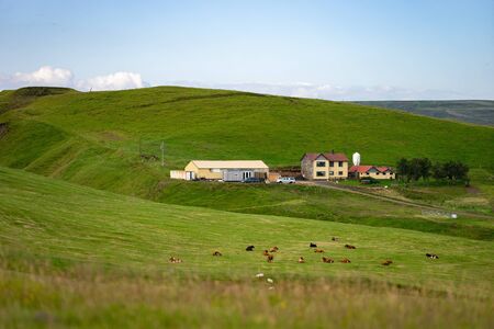 Summer rural landscape from cows and farm, dawn above hills, elongated format