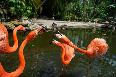 Group of red flamingo in the water.