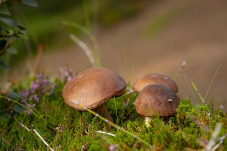 Short brown mushroom with blurred hills on background.
