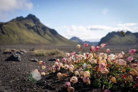 Blurred Volcano and landscape with flowers foreground. Iceland. South area. Fjallabakの写真素材