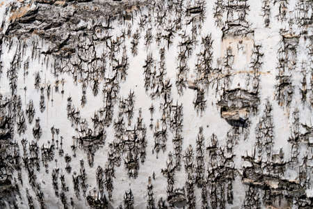 White birch tree bark. background and copyspaceの写真素材