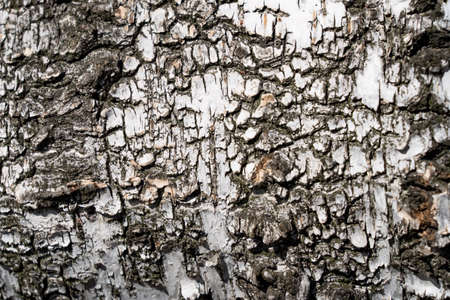 White birch tree bark. background and copyspaceの写真素材