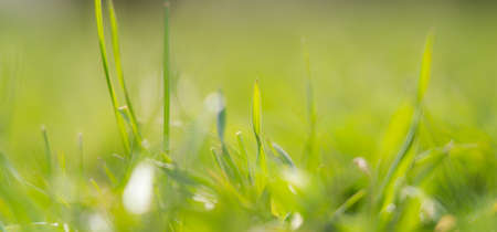 Background picture. Green grass in the blurred sunny forestの写真素材