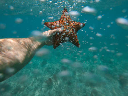 Hand of snorkeler holds starfish underwater with bubbles foreground. concept of vacation and travelの写真素材