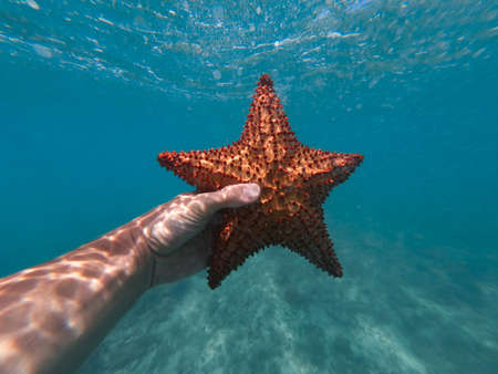 Hand of snorkeler holding starfish underwater. concept of travel and Adventuresの写真素材