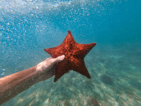 Hand of snorkeler holds starfish underwater with bubbles foreground. concept of vacation and travelの写真素材