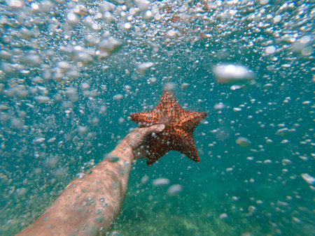 Hand of snorkeler holding starfish underwater. concept of travel and Adventuresの写真素材