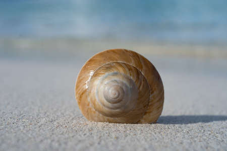 Sea seashell on the white sand beach. Vacation and travel concept.の写真素材