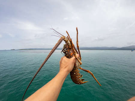 Fishermans hand Holding Spiny Lobsters on the sea background. Seafood conceptの写真素材