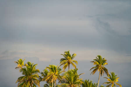 Palm trees on sky background, copy space. Vacation and travel conceptの写真素材