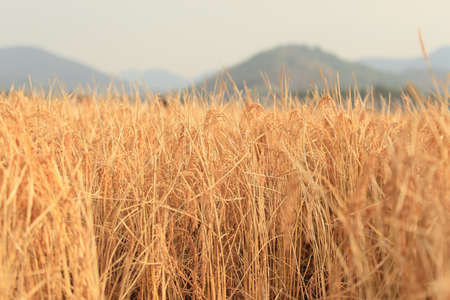 Benxi red leavesの写真素材