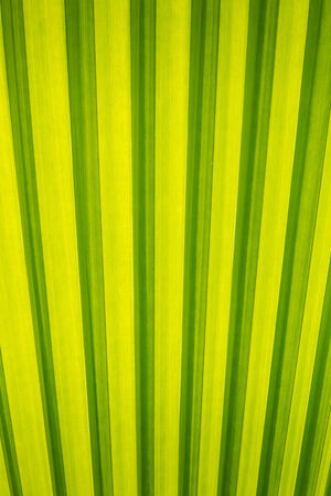 Abstract green palm leaf for background の写真素材