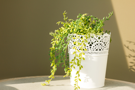 White metal vase with green plant in the morning light.の写真素材