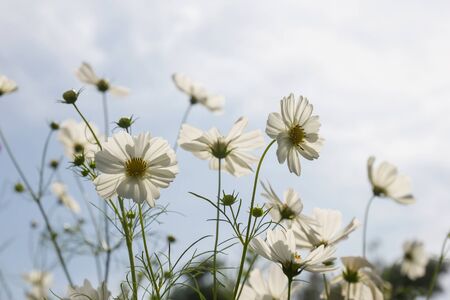 Beautiful sulfur cosmos flowers in garden with blue sky background.の写真素材