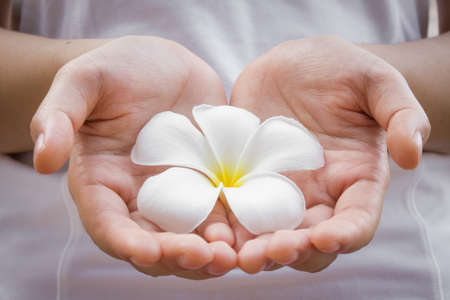 Closeup of female hands holding Plumeria tropical flowerの写真素材