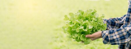 Hand holding hydroponic vegetable, harvesting in the farm, healthy food, plant base.