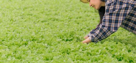 Close up Asian farmer woman checking quality of hydroponic vegetable greenhouse farm.の写真素材