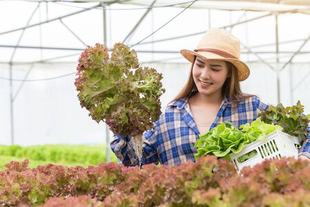 Young beautiful Asian woman holding hydroponic vegetable from her farm. healthy organic plant food.の写真素材
