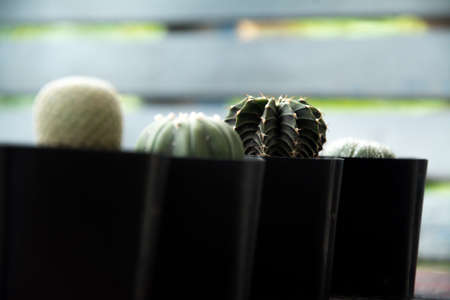 LG in green potsの写真素材