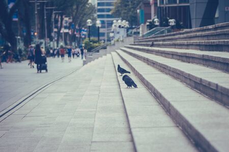 bird walking on the streetのeditorial素材