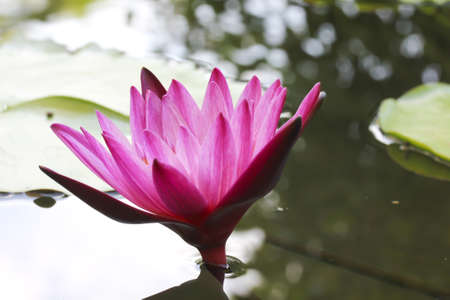 water lily with lotus leaf on pondの写真素材