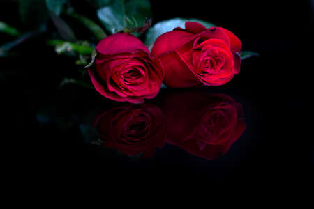 red rose flowerの写真素材