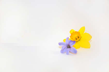 Bluebell and narcissus, spring flowersの写真素材