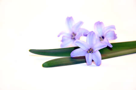 Bluebell and narcissus, spring flowers